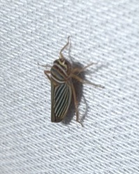 Tylozygus bifidus