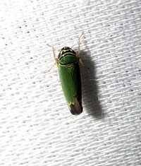 Tylozygus geometricus