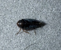 Xestocephalus brunneus