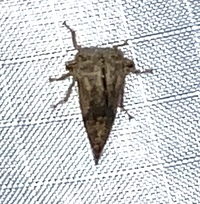 Heliria strombergi