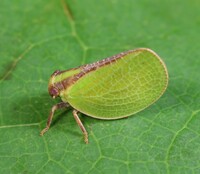 Acanalonia bivittata