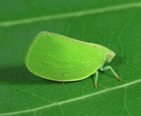 Acanalonia conica