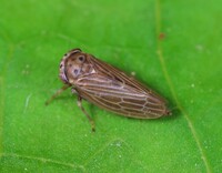 Agallia quadripunctata