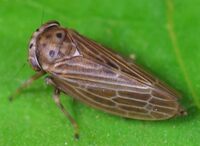 Agallia quadripunctata