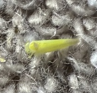 Alebra aurea