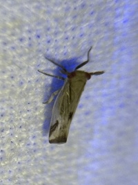 Bostaera balli