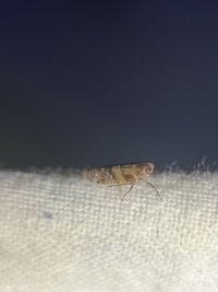 Catonia pini