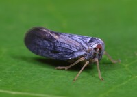 Cedusa unidentified species