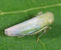 Chlorotettix viridius