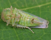 Chlorotettix viridius