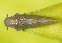 Epeurysa nawaii