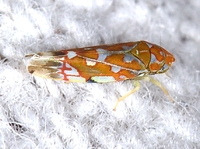 Erythroneura rubra