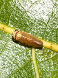 Eutettix tristis