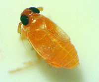 Flavoclypeus andromedus