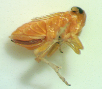 Flavoclypeus andromedus