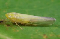 Forcipata ohioensis