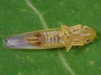 Forcipata ohioensis