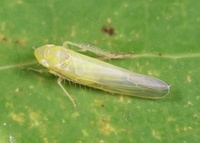 Forcipata ohioensis