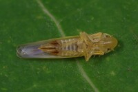 Forcipata ohioensis