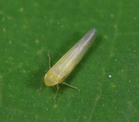 Forcipata ohioensis
