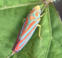 Graphocephala coccinea