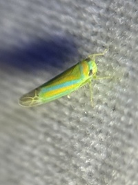Kyboasca splendida
