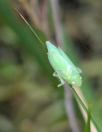 Neocoelidia orientalis
