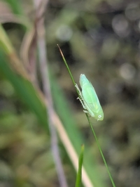 Neocoelidia orientalis