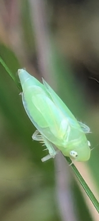 Neocoelidia orientalis