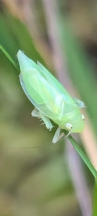 Neocoelidia orientalis