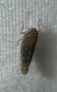 Osbornellus unidentified species