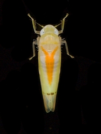 Ossiannilssonola australis