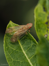 Pelitropis rotulata