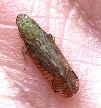 Pelitropis rotulata