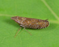 Scaphytopius acutus