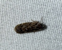 Synecdoche grisea