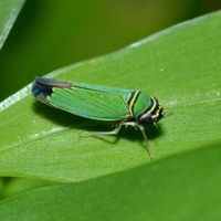 Tylozygus geometricus