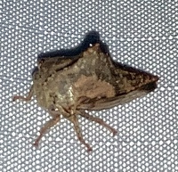 Heliria strombergi