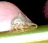 Heliria strombergi