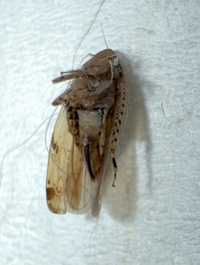 Arundanus proprius