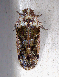 Catonia nava