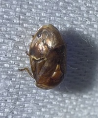 Clastoptera obtusa