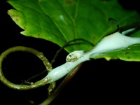 Clastoptera octonotata