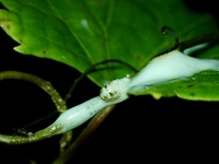 Clastoptera octonotata