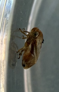 Clastoptera testacea