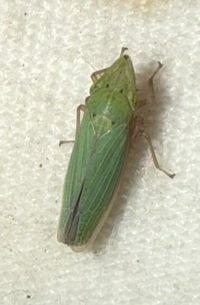 Draeculacephala balli