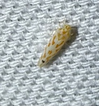 Eratoneura unidentified species