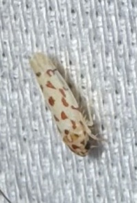 Eratoneura unidentified species