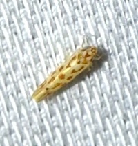 Eratoneura unidentified species