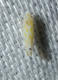 Eratoneura unidentified species